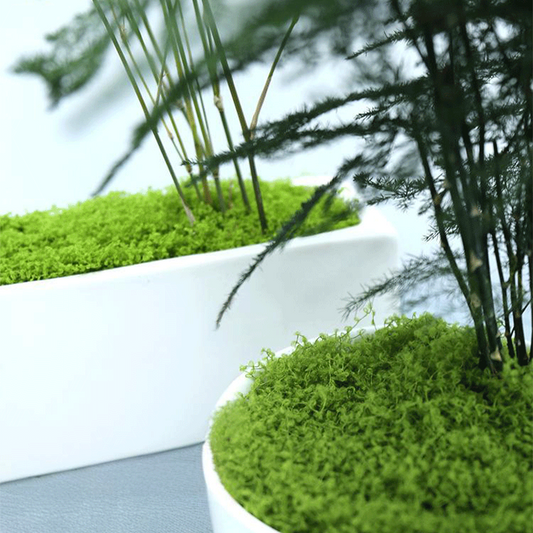 ⏳sälja under en begränsad tid 🌿 Konstgjord Mossa för Krukväxter Inomhus