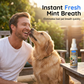 🏆🇸🇪 Populär bland svenska kunder🐶 No-Brush Pet Dental Spray – Enkel Daglig Munvård För Hundar & Katter